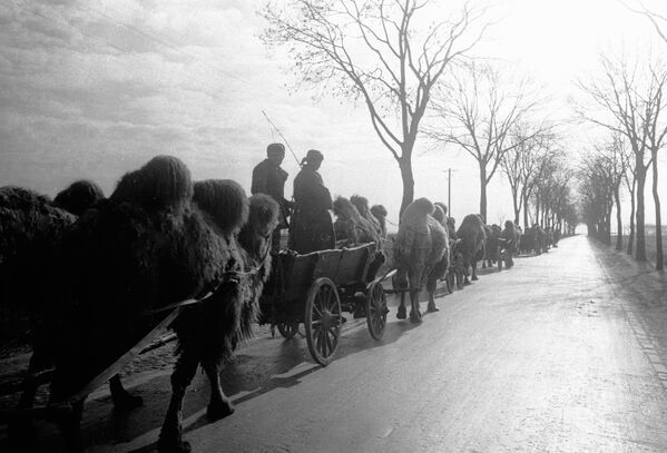 کاروانی با شترها نزدیک برلین، سال ۱۹۴۵ - اسپوتنیک ایران  