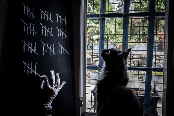 گربه مشغول تماشای صاحبش که در حال شمارش روزهای خانه نشینی به دلیل شیوع کرونا در فرانسه است - اسپوتنیک ایران  