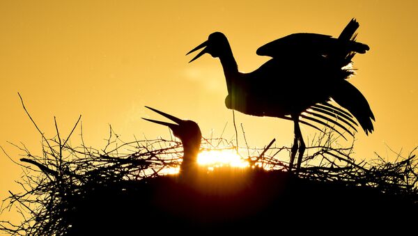 پرنده ها در لحظه طلوع خورشید در پارک ملی مجارستان - اسپوتنیک ایران  