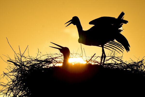 پرنده ها در لحظه طلوع خورشید در پارک ملی مجارستان - اسپوتنیک ایران  