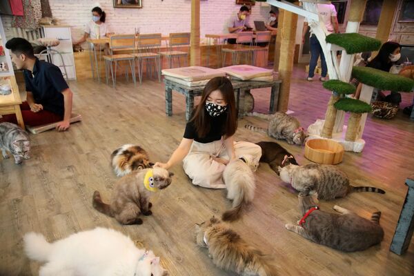 بازدید کنندگان از کافه گربه در بانکوک، تایلند
 - اسپوتنیک ایران  