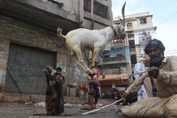 مردی با یک میمون و یک بز در حین اجرا در کراچی
 - اسپوتنیک ایران  