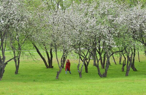 شکوفه های درختان در مسکو - اسپوتنیک ایران  