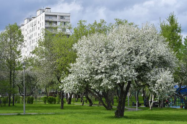 درخت با شکوفه های فراوان - اسپوتنیک ایران  