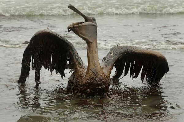 سیاره‌ای که انسان نابودش می‌کند
پلیکان آغشته به نفت در خلیج مکزیک - اسپوتنیک ایران  