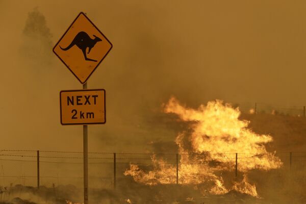 سیاره‌ای که انسان نابودش می‌کند
آتش‌سوزی جنگلی در استرالیا - اسپوتنیک ایران  