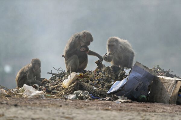 میمون ها در میان زباله ها دنبال غذا می گردند، هند.
 - اسپوتنیک ایران  