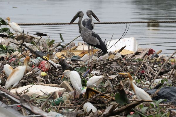 پرندگان در زباله های نزدیک رودخانه ای در مالزی پرسه می زنند.
 - اسپوتنیک ایران  