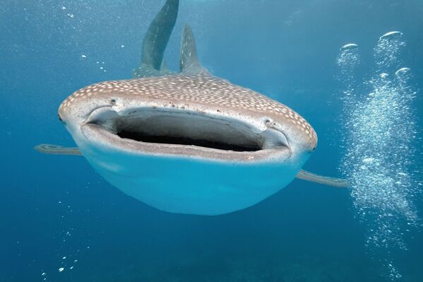 کوسه نهنگ - اسپوتنیک ایران  