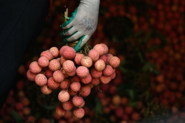 بازرگان ویتنامی با یک شاخه لیچی در دستش. - اسپوتنیک ایران  