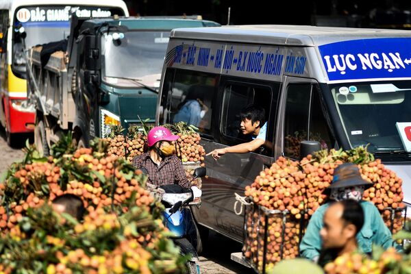 کشاورز ویتنامی لیچی های برداشت شده را برای فروش به بازار می برد. - اسپوتنیک ایران  