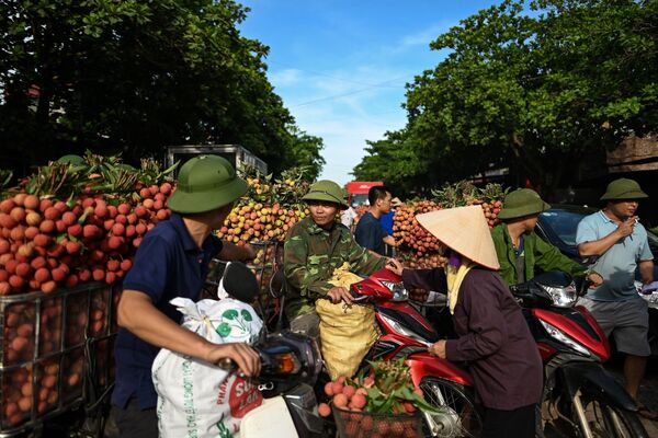 کشاورزان ویتنامی لیچی های برداشت شده را برای فروش به بازار می آورند. - اسپوتنیک ایران  