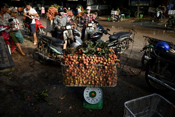 کشاورزان ویتنامی لیچی های برداشت شده را برای فروش به بازار می آورند. - اسپوتنیک ایران  