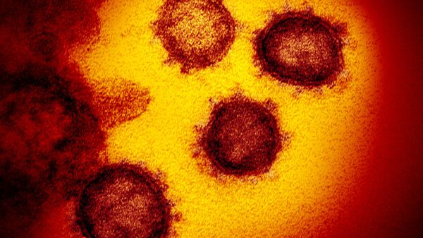 دانشمندان دریافتند که ویروس کرونا چه مدت در بدن باقی می ماند - اسپوتنیک ایران  