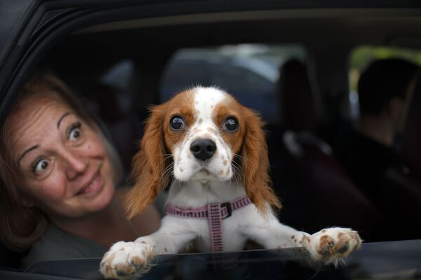 سگی در اتومبیل در رومانی - اسپوتنیک ایران  