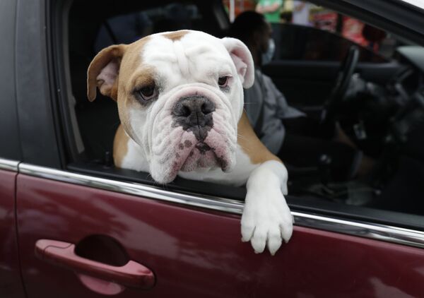 سگی در ماشین در فلوریدای آمریکا - اسپوتنیک ایران  