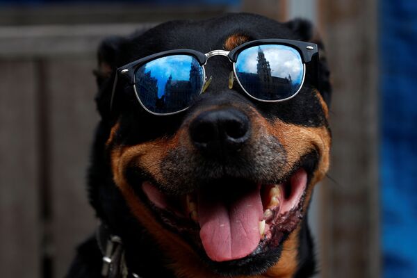 سگی با عینک آفتابی در بروکسل - اسپوتنیک ایران  
