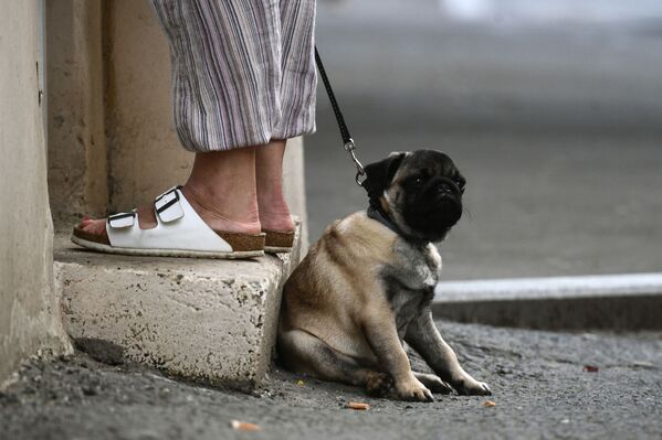 سگی در خیابان مسکو - اسپوتنیک ایران  