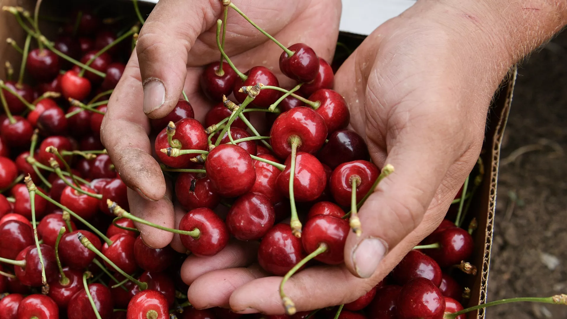 اگر هر روز گیلاس بخورید، برای بدن چه اتفاقی می افتد