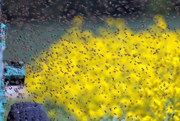 زنبورها در مزرعه کلزا در نزدیکی مینسک ، بلاروس - اسپوتنیک ایران  