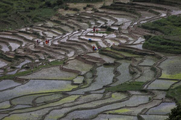 مزرعه برنج در نپال - اسپوتنیک ایران  