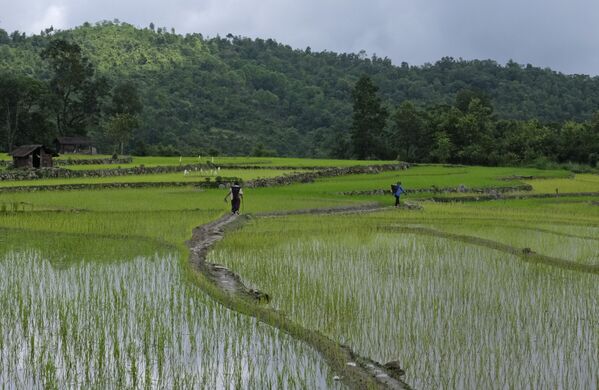 مزرعه برنج در هند - اسپوتنیک ایران  