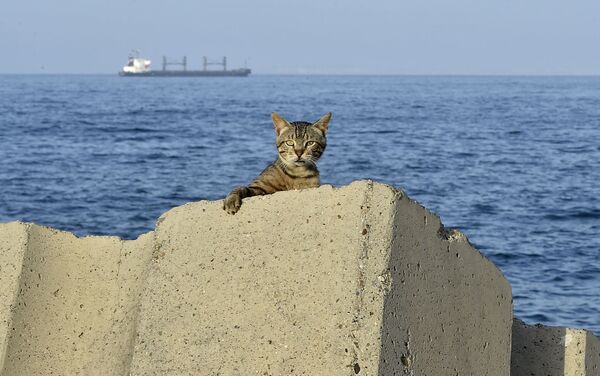 گربه زیر آفتاب در الجزیره - اسپوتنیک ایران  