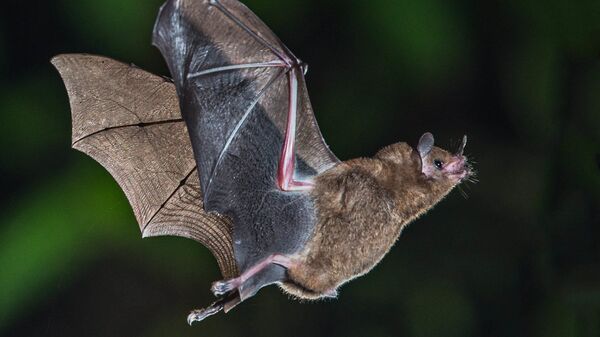 دانشمندان پنج ویروس جدید را در خفاش ها کشف کردند - اسپوتنیک ایران  