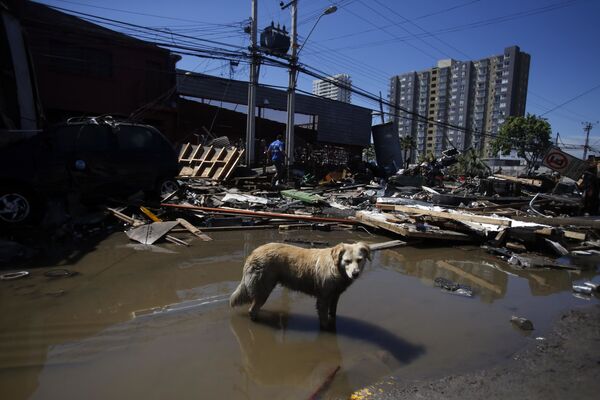 سگی در خیابان زیر آب رفته پس از زمین لرزه در شیلی - اسپوتنیک ایران  