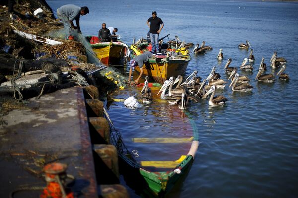 ماهیگیران شیلیایی تور خود را از قایق غرق شده هنگام زمین لرزه بیرون می کشند - اسپوتنیک ایران  
