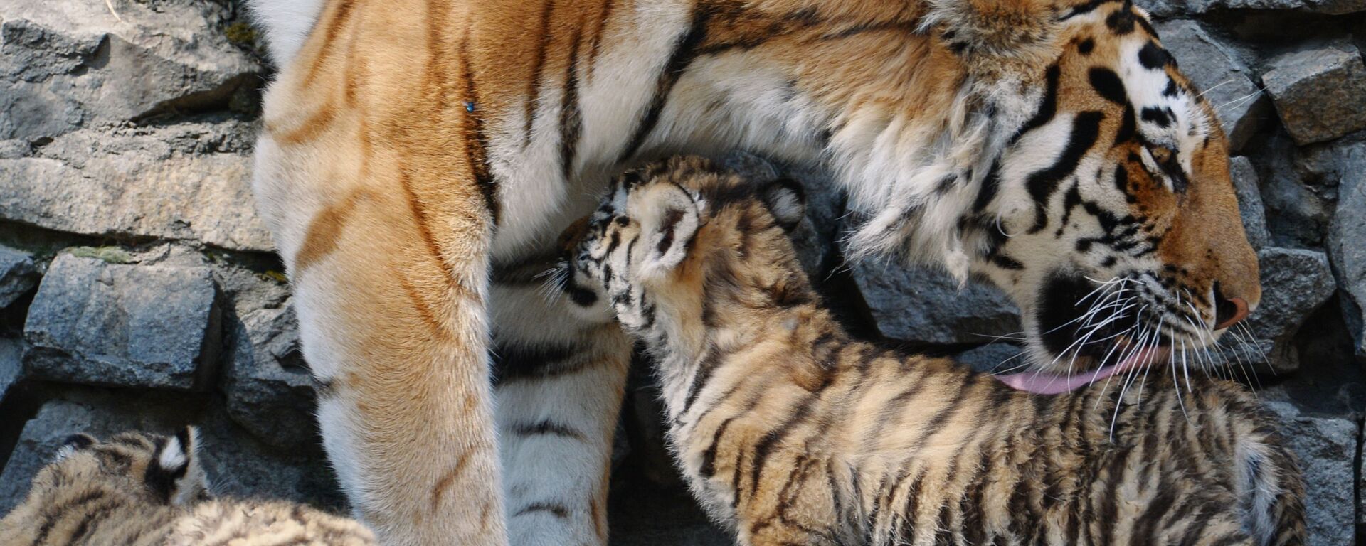 ببر آموری در باغ وحش نووسیبیرسک - اسپوتنیک ایران  , 1920, 03.08.2023