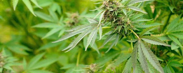 سرقت مارجوانای طبی در اسرائیل - اسپوتنیک ایران  