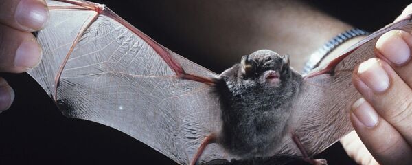 خوردن خفاش سرخ شده در چین + ویدئو خوردن خفاش سرخ شده در چین + ویدئو - اسپوتنیک ایران