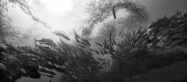 افزایش قیمت ماهی تن در ایران +عکس افزایش قیمت ماهی تن در ایران +عکس - اسپوتنیک ایران