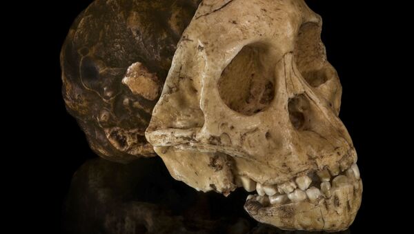 بازسازی چهره ی مردی که ۷۰۰ سال پیش زندگی می کرد (‌عکس) - اسپوتنیک ایران  