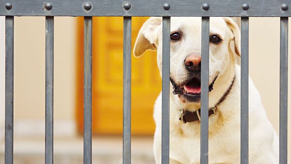 استفاده از سگ برای تشخیص کرونا در فرودگاه دبی - اسپوتنیک ایران  