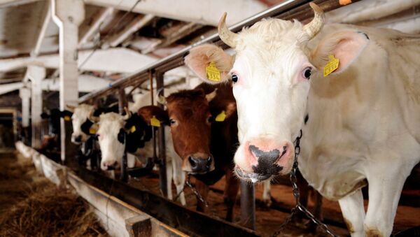 Коровы молочных пород на ферме в Латвии - اسپوتنیک ایران  