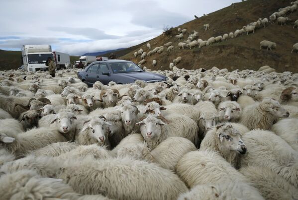 خودرو در احاطه گله گوسفند - اسپوتنیک ایران  