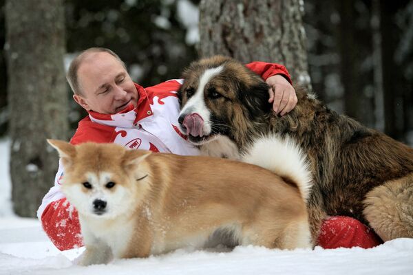آقای ولادیمیر پوتین رئیس جمهور روسیه به همراه دو سگ خود با نام های بافی و یومه در گشت روزانه. مسکو، روسیه - اسپوتنیک ایران  