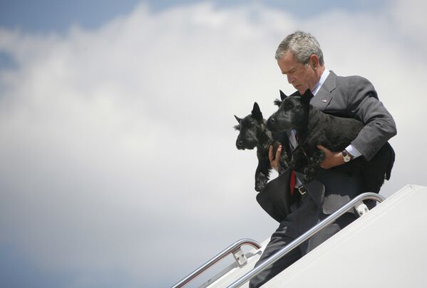 جرج بوش، رئیس جمهور اسبق ایالات متحده با سگ های خانگی خود در حال پایین آمدن از هواپیما. مریلند، ایالات متحده، 2006 میلادی. - اسپوتنیک ایران  