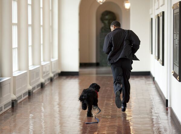 باراک اوباما، رئیس جهمور ایالات متحده و بو از نژاد کمیاب سگ های آبی کشور پرتغال - اسپوتنیک ایران  