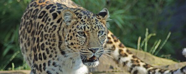 یوزپلنگ خاور دور یوزپلنگ خاور دور - اسپوتنیک ایران